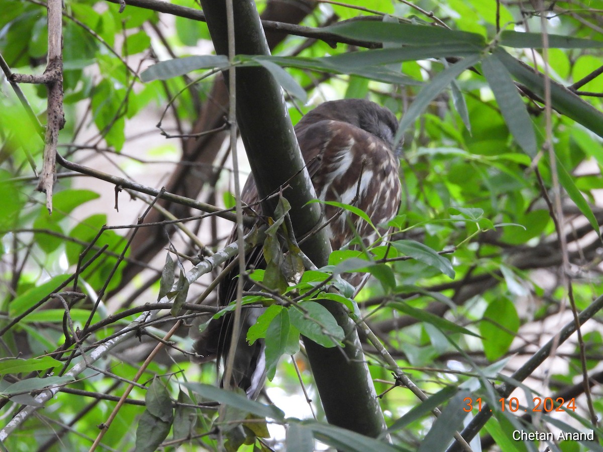 Brown Boobook - ML625775886