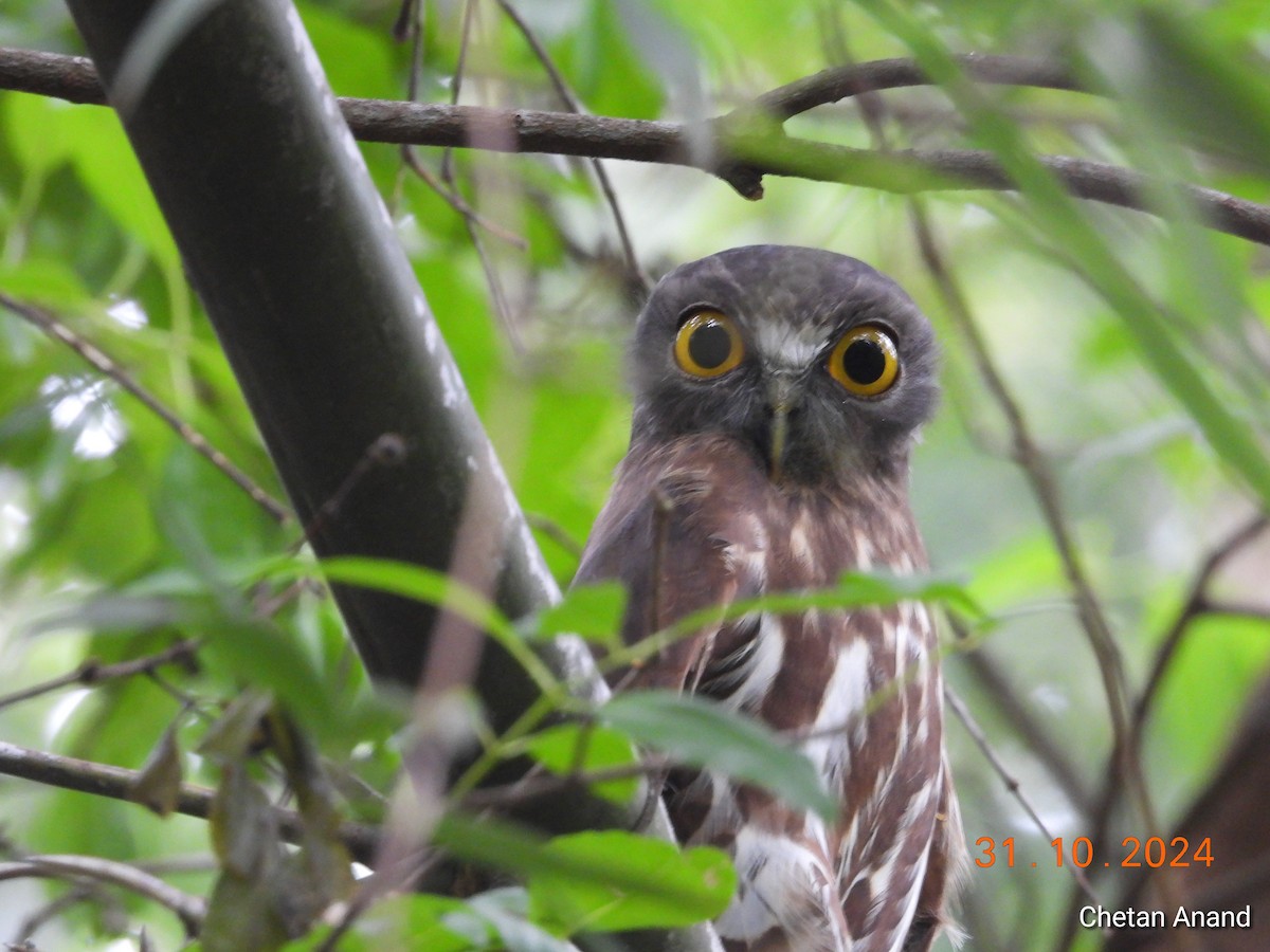 Brown Boobook - ML625775891