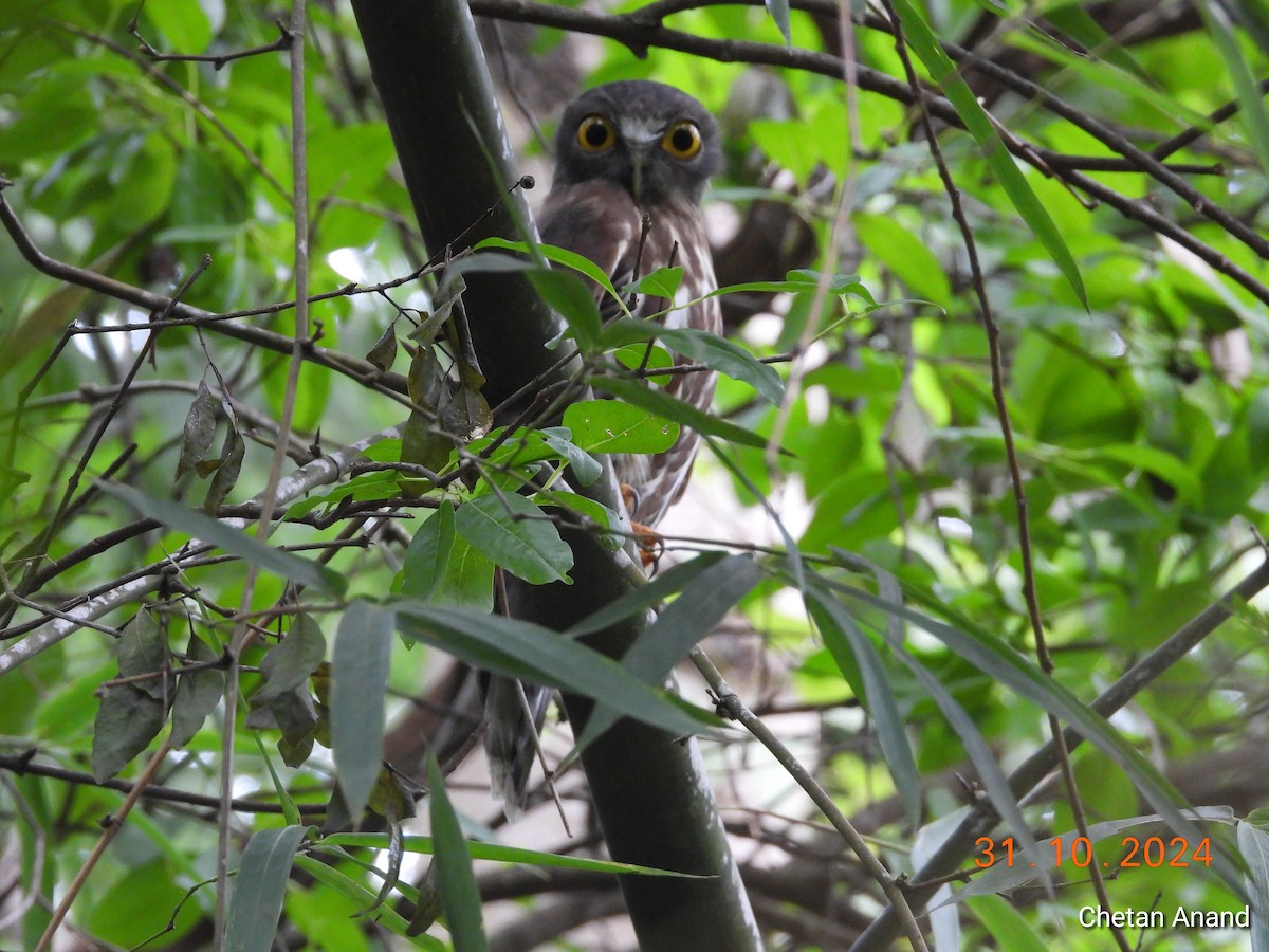 Brown Boobook - ML625775901