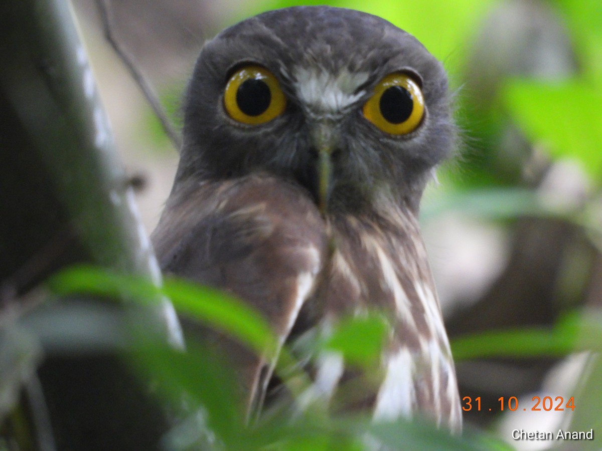 Brown Boobook - ML625775902