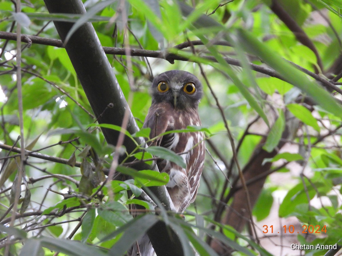 Brown Boobook - ML625775903