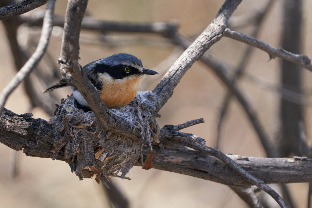 Pririt Batis - ML625775923