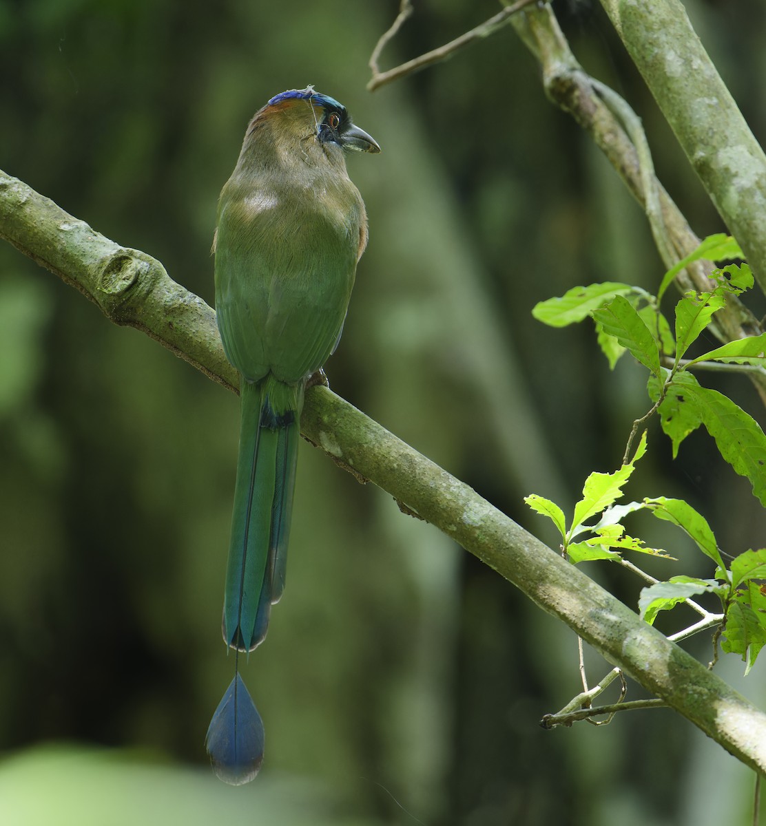 Whooping Motmot - ML625775951