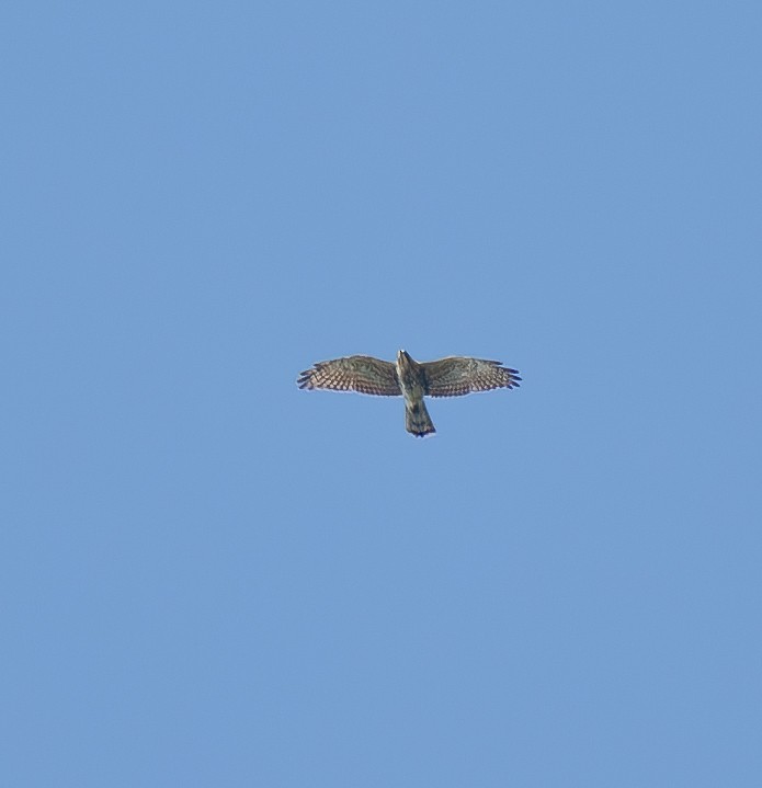 Gray-faced Buzzard - ML625775988