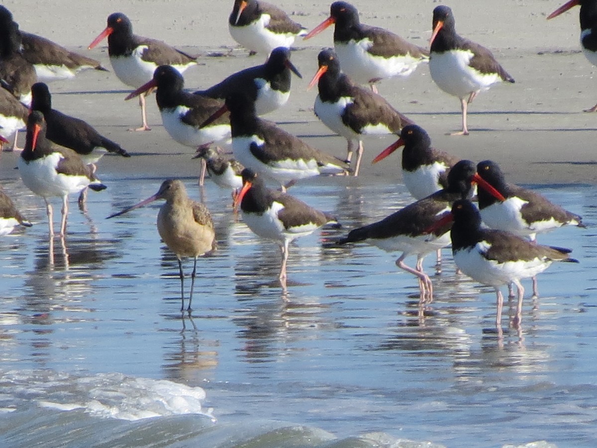 Marbled Godwit - ML625775992