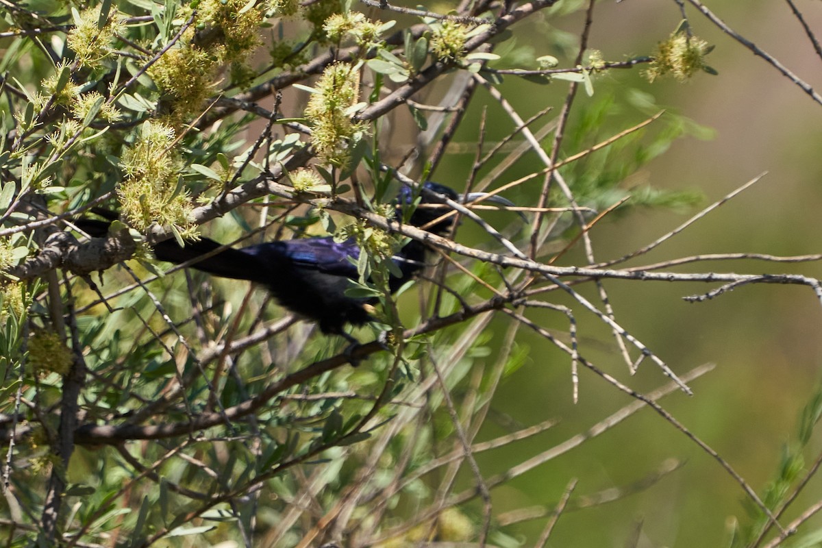Common Scimitarbill - ML625776011