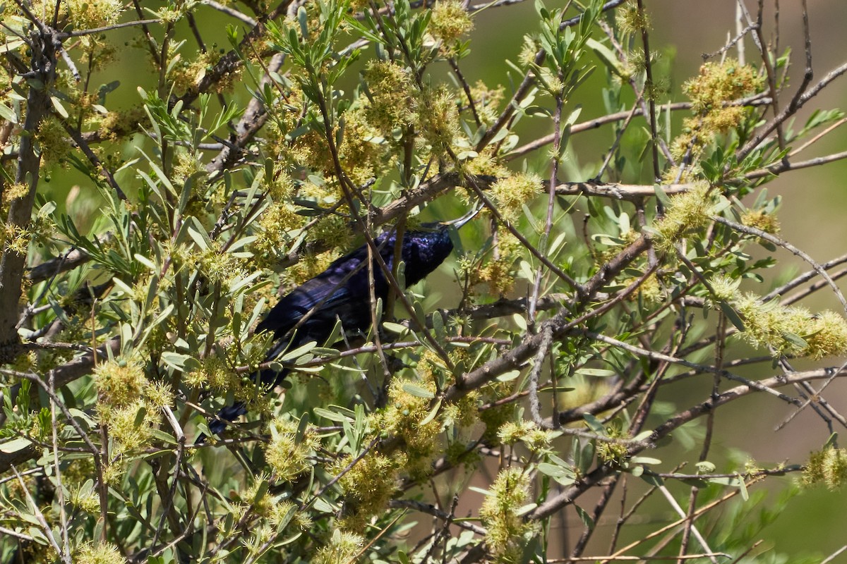 Common Scimitarbill - ML625776012