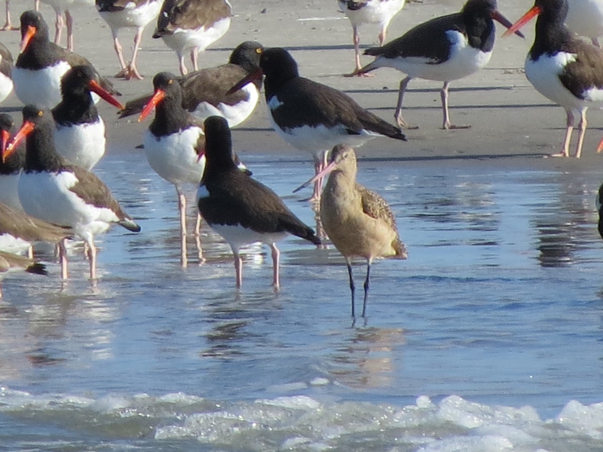 Marbled Godwit - ML625776024