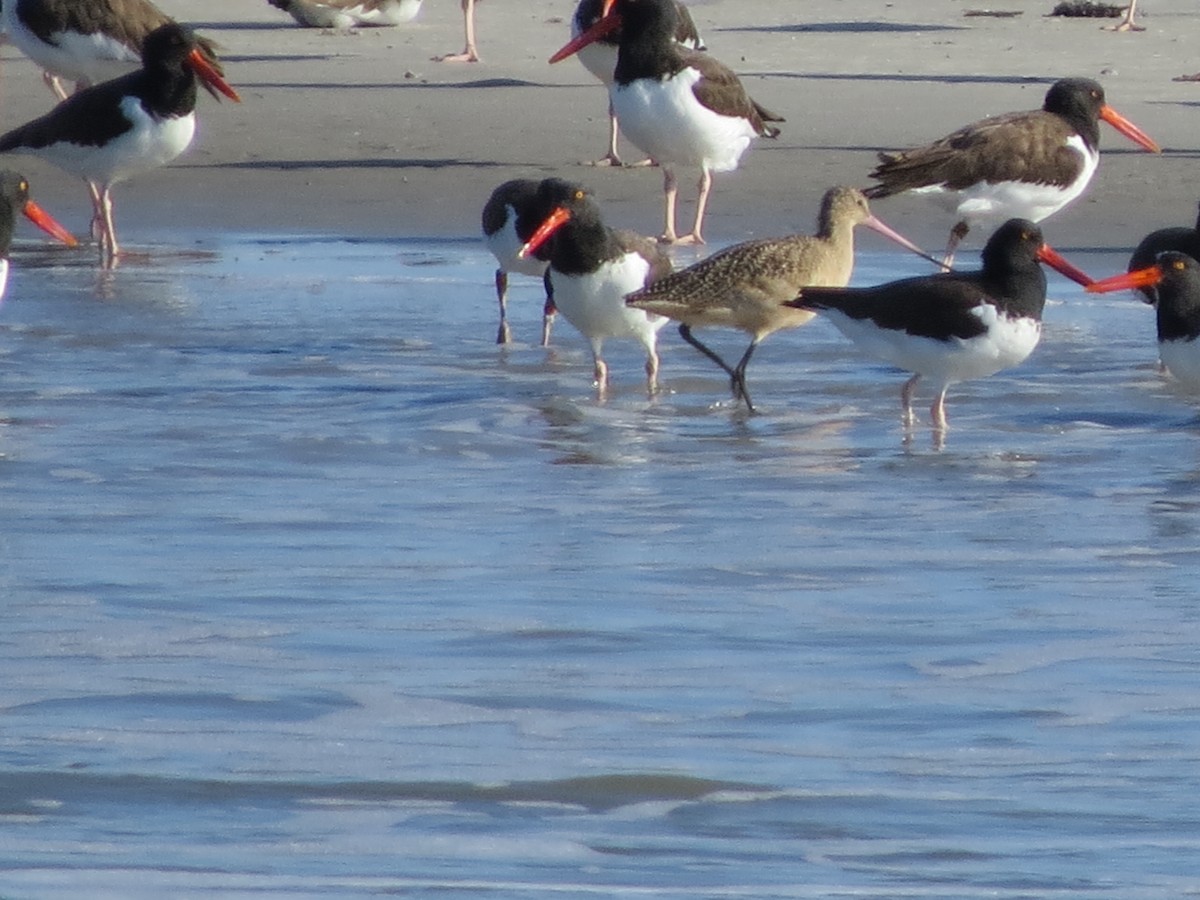 Marbled Godwit - ML625776039