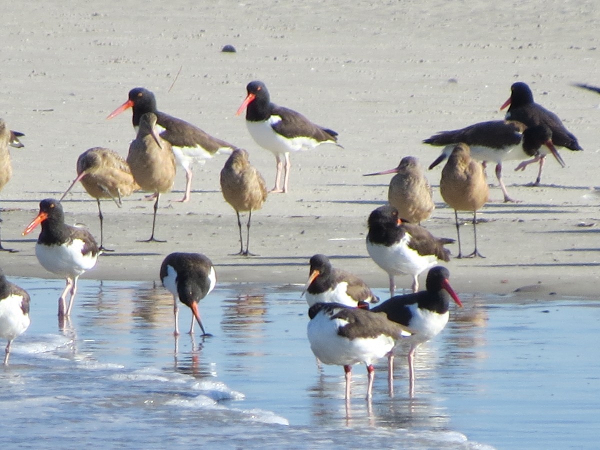 Marbled Godwit - ML625776057