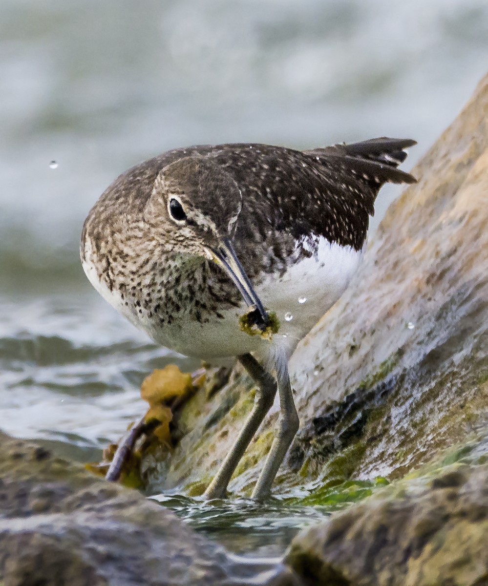 Green Sandpiper - ML625776166
