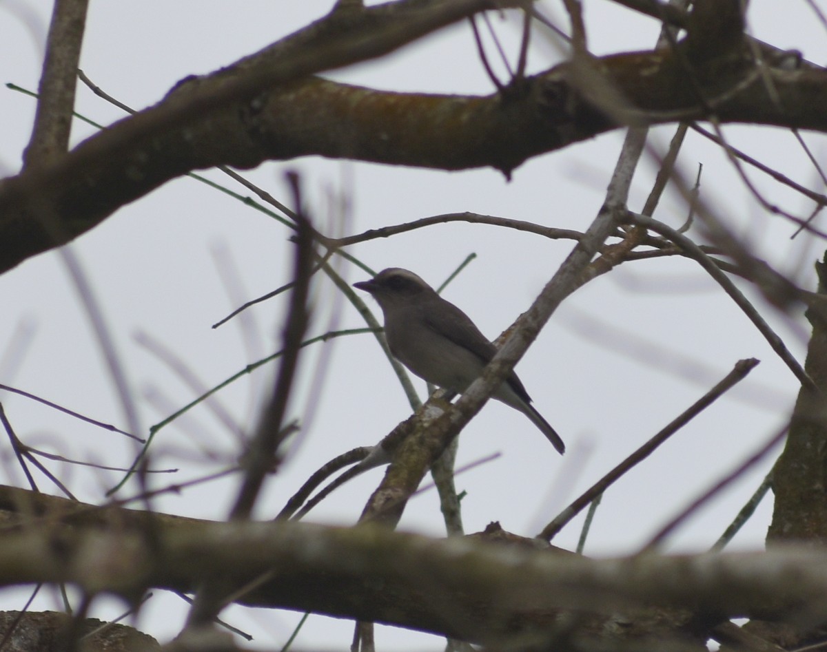 Common Woodshrike - ML625776226