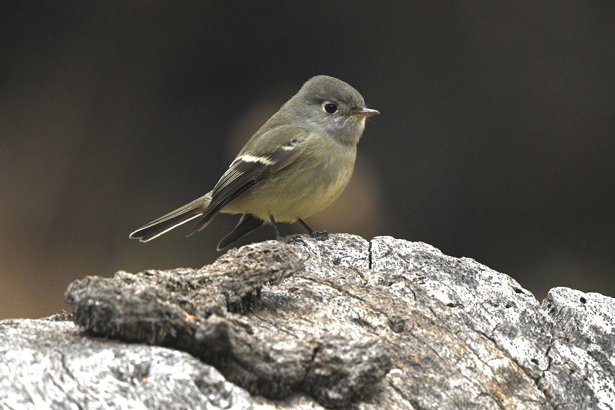 Hammond's Flycatcher - ML625776259