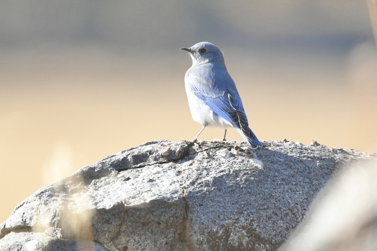 Mountain Bluebird - ML625776269