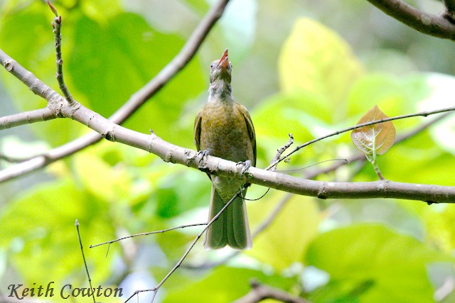 Seram Friarbird - ML625776468