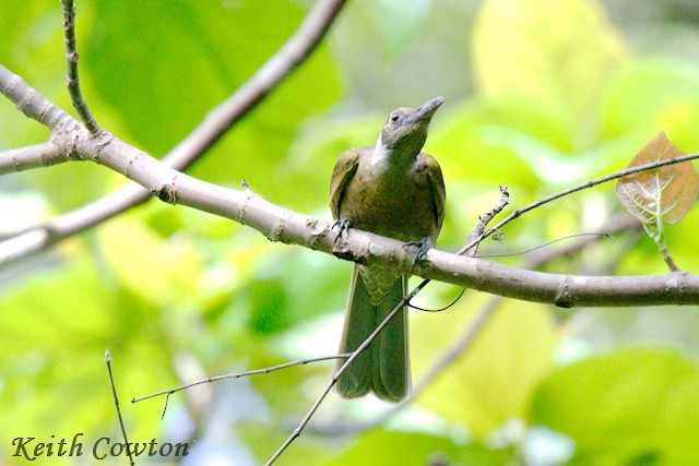 Seram Friarbird - ML625776480