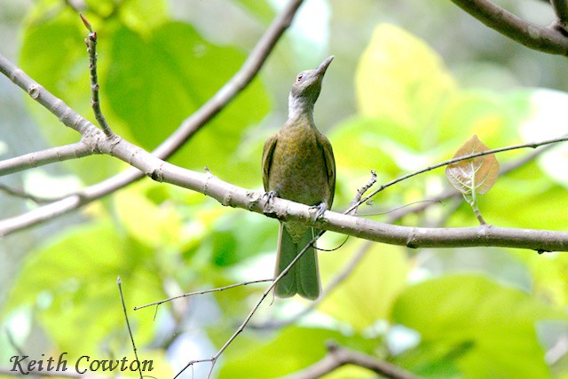 Seram Friarbird - ML625776481