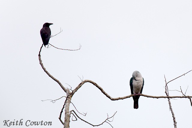 Seram Imperial-Pigeon - ML625776525