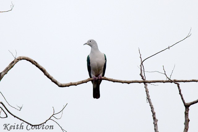 Seram Imperial-Pigeon - ML625776533