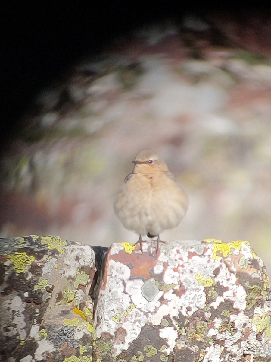 Northern Wheatear - ML625776535