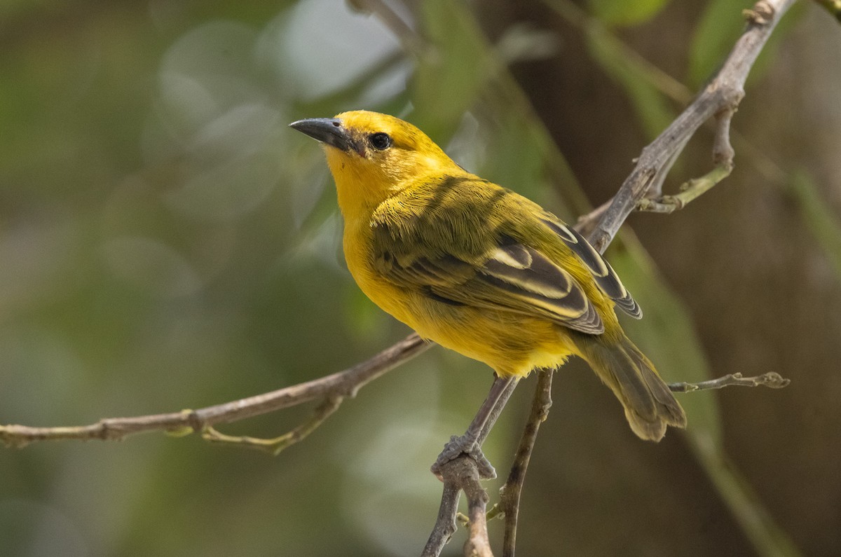 Slender-billed Weaver - ML625776576