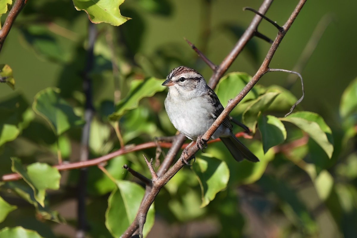 Chipping Sparrow - ML625776641