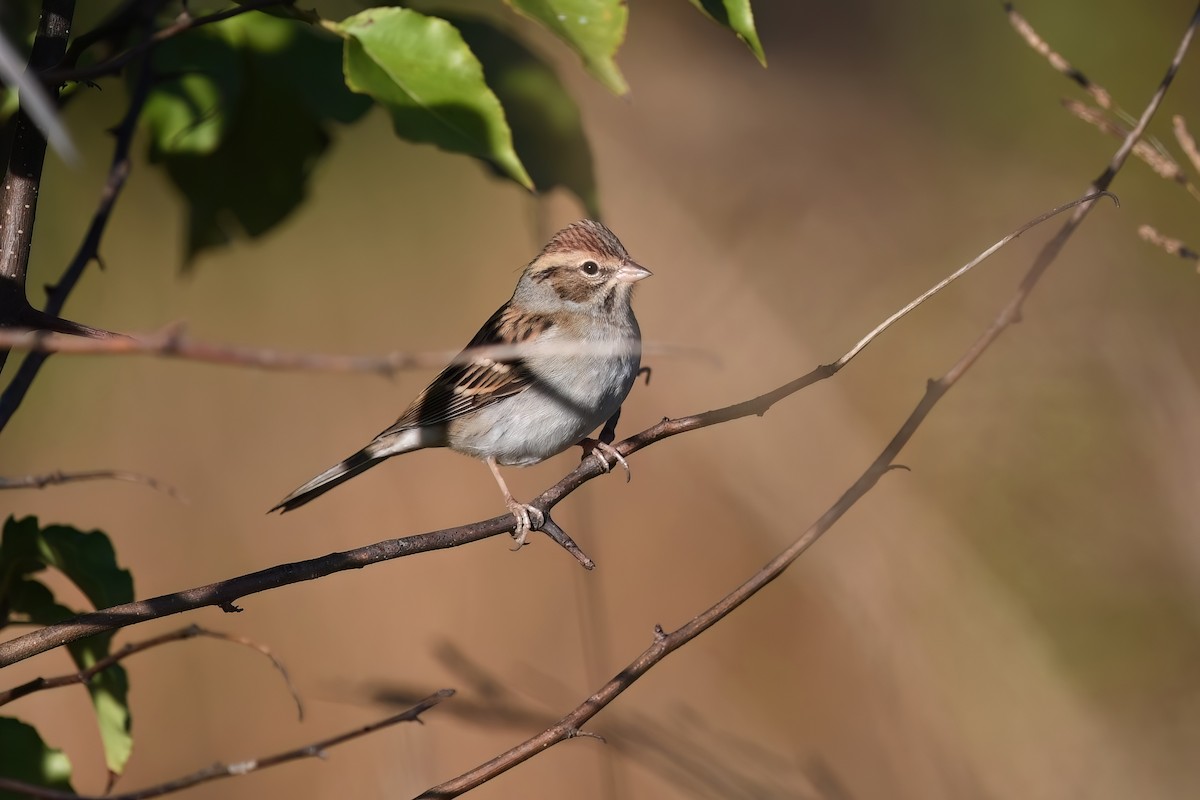 Chipping Sparrow - ML625776645