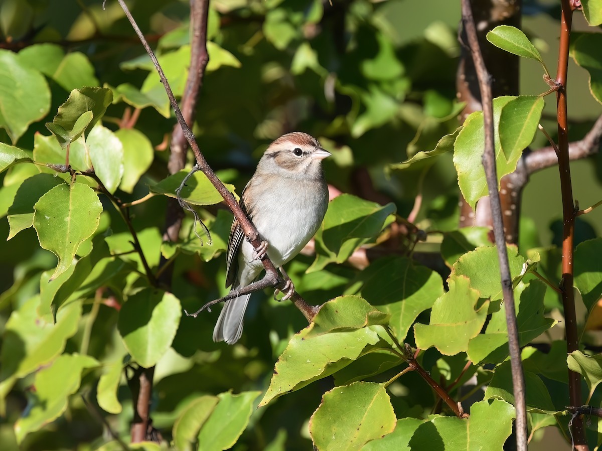 Chipping Sparrow - ML625776647