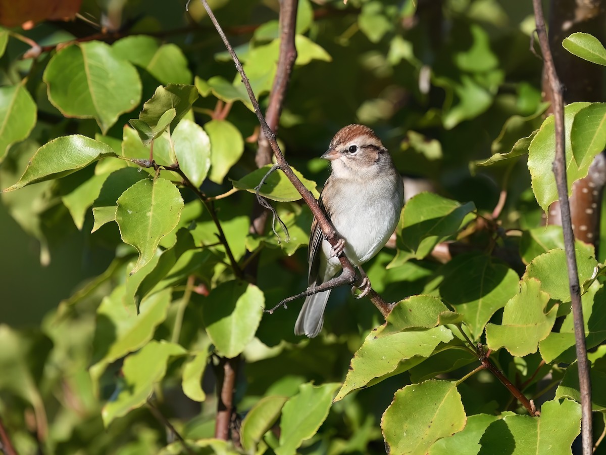 Chipping Sparrow - ML625776648