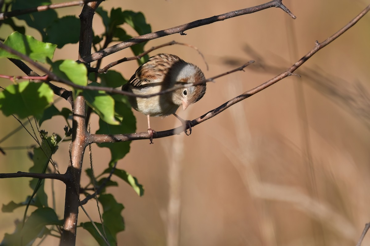 Field Sparrow - ML625776650
