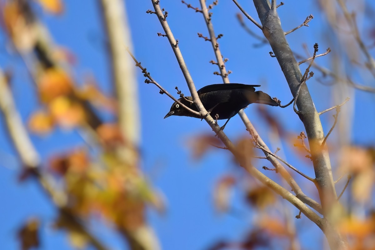Rusty Blackbird - ML625776670