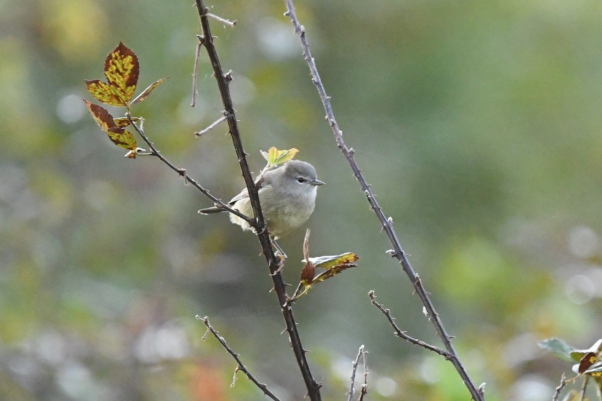 Orange-crowned Warbler - ML625776674