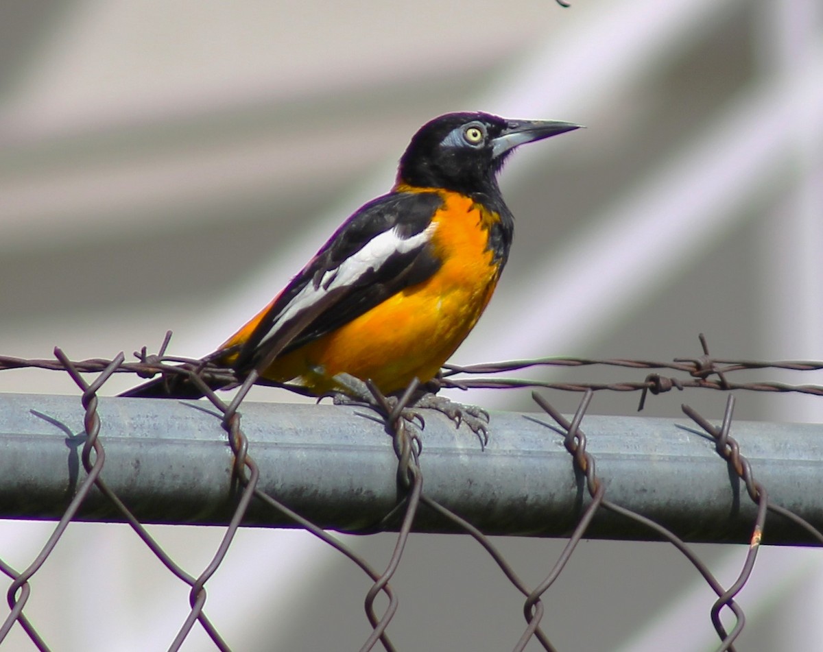 Venezuelan Troupial - ML625776954