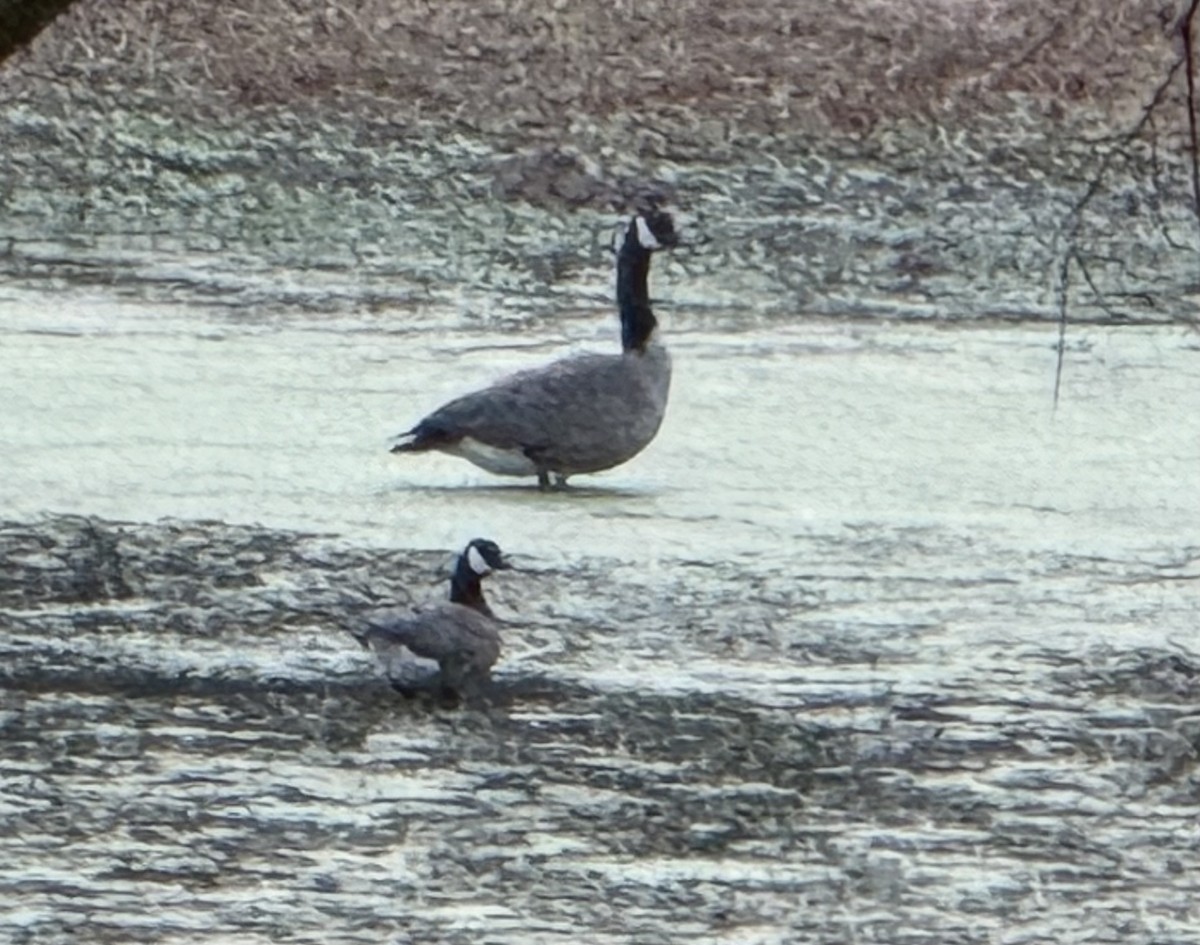 Branta kanadar txikia - ML625777007