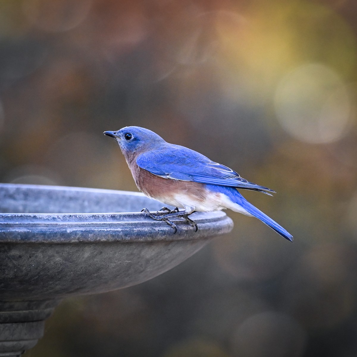 Eastern Bluebird - ML625777040