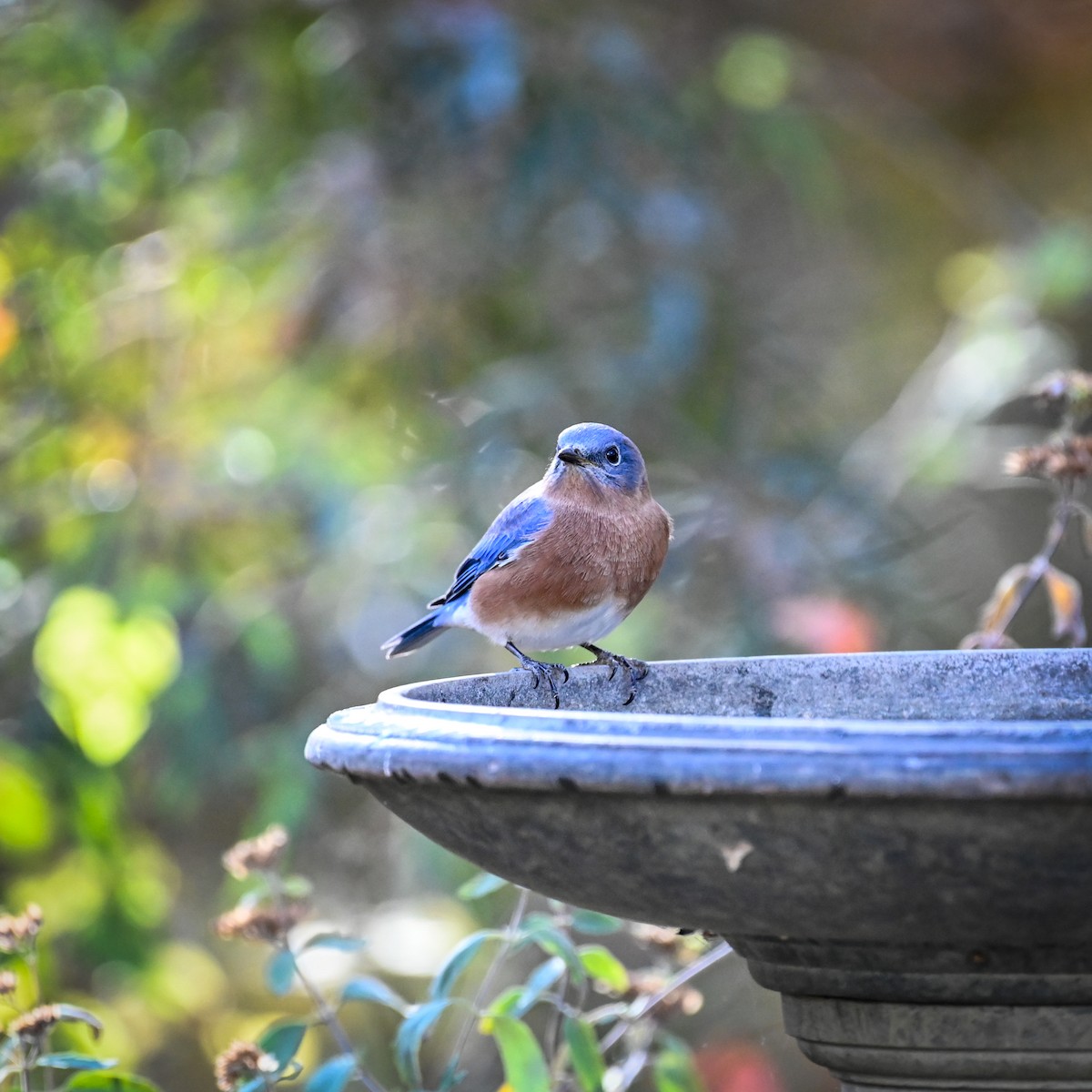 Eastern Bluebird - ML625777046