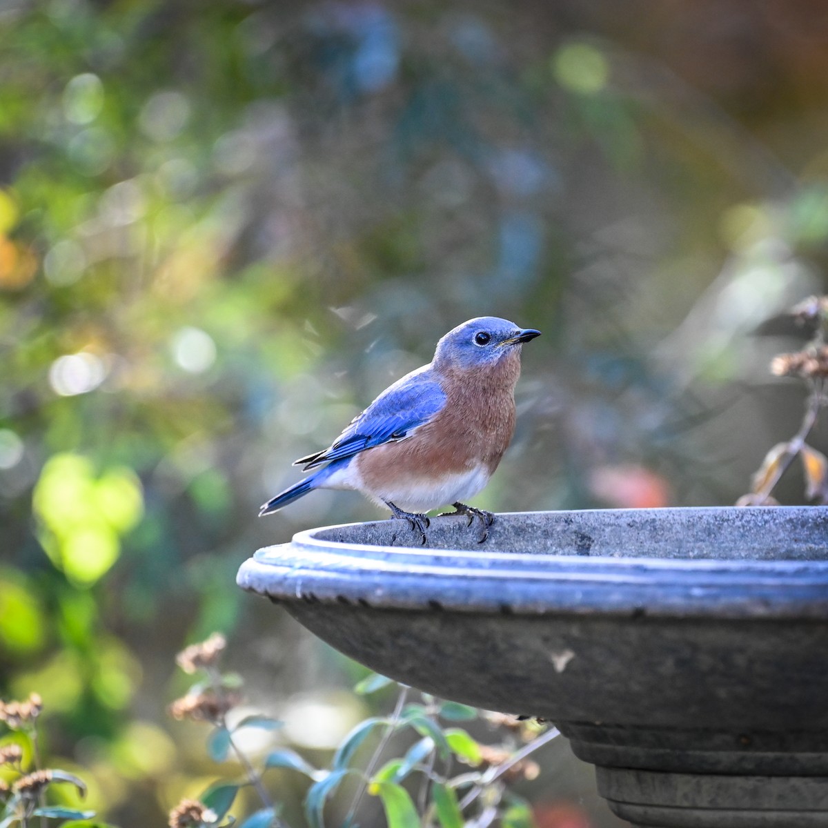 Eastern Bluebird - ML625777047