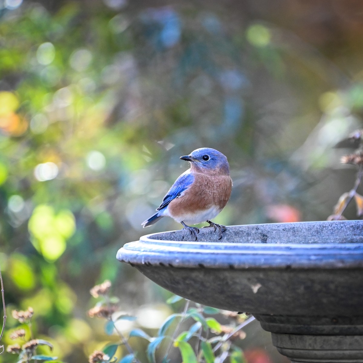 Eastern Bluebird - ML625777048