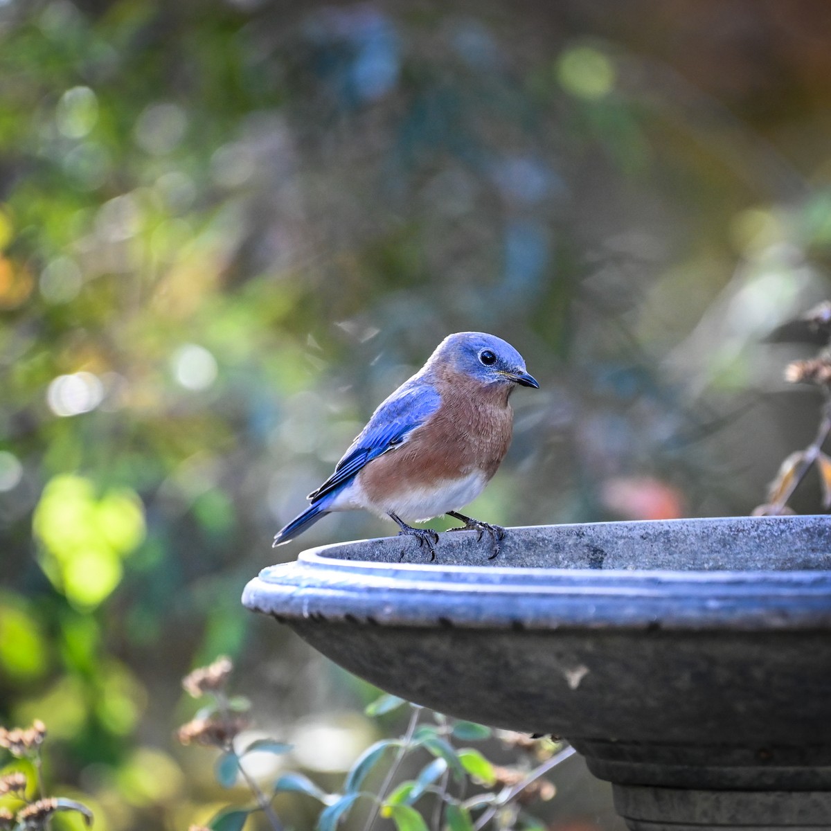 Eastern Bluebird - ML625777050