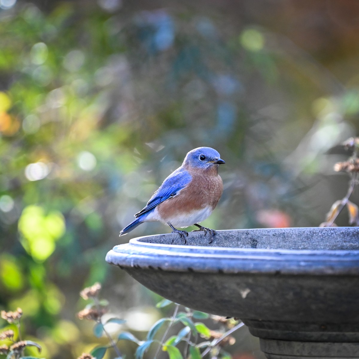 Eastern Bluebird - ML625777051