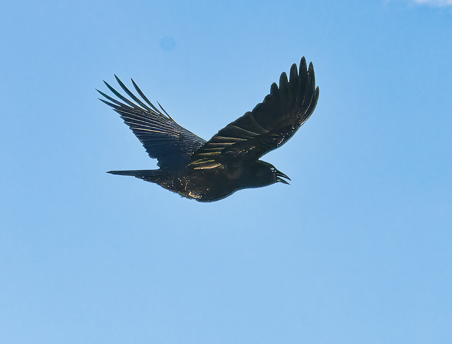 American Crow - ML625777069