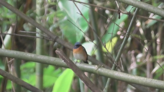 Hill Blue Flycatcher - ML625777113