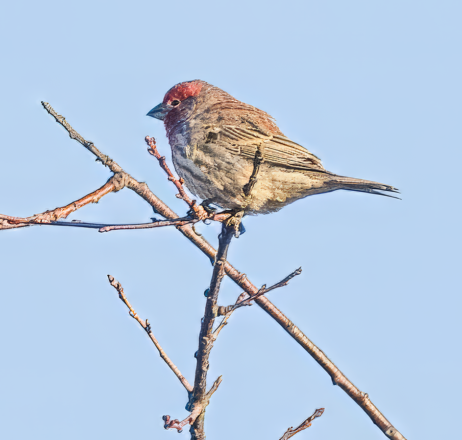 House Finch - ML625777117