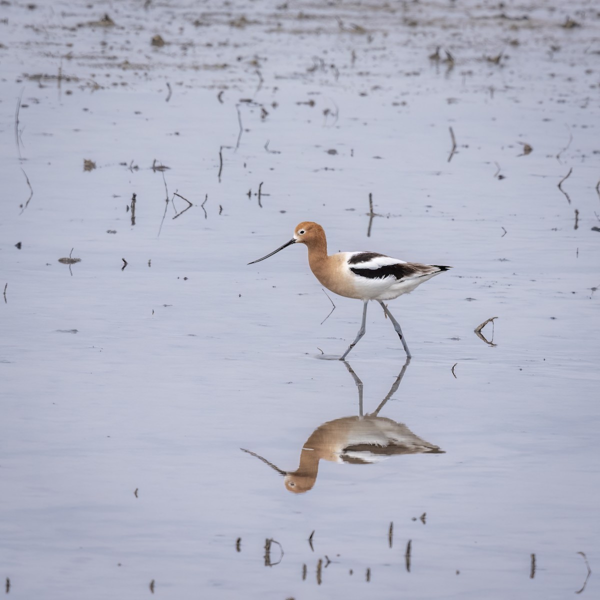 American Avocet - ML625777303