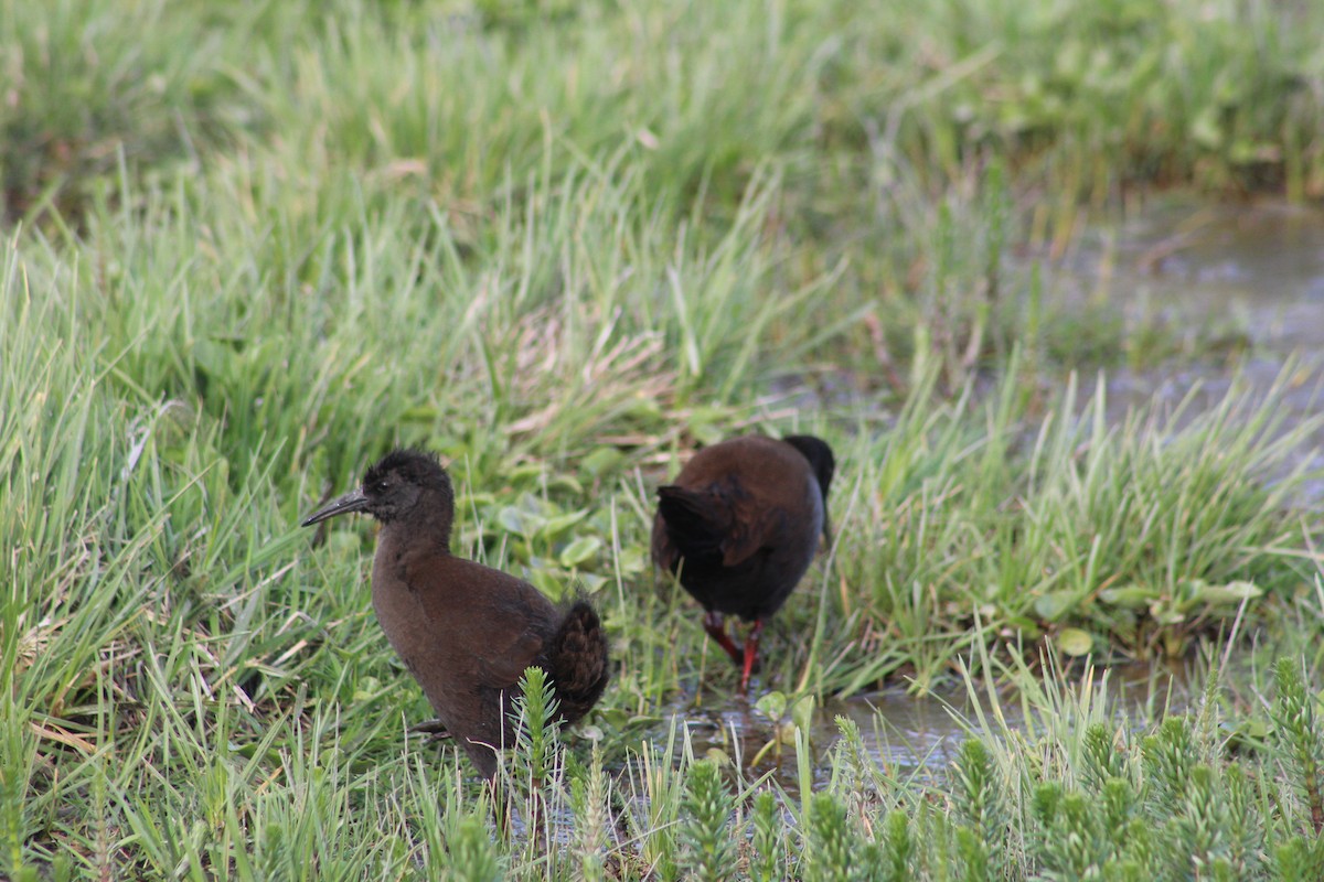 Plumbeous Rail - ML625777306