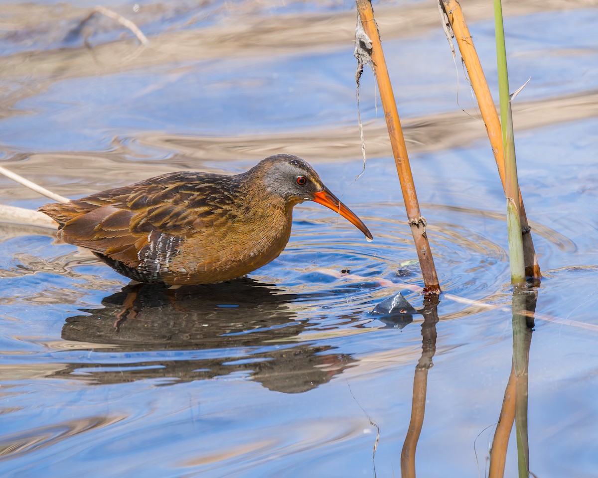Virginia Rail - ML625777322