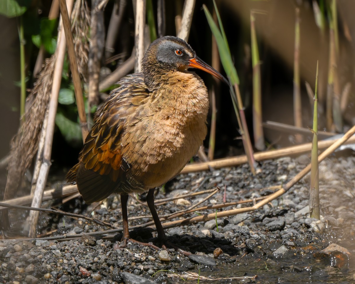 Virginia Rail - ML625777323