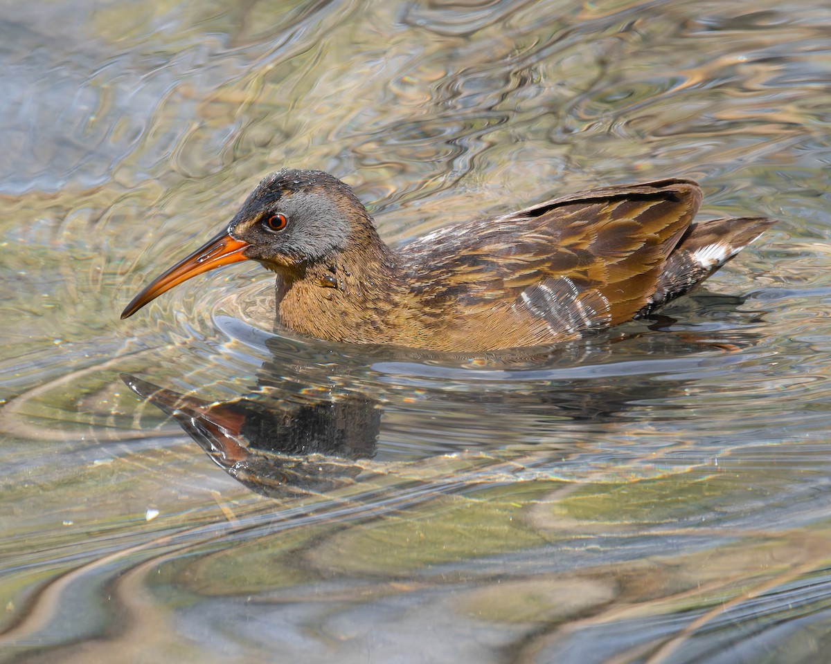 Virginia Rail - ML625777324