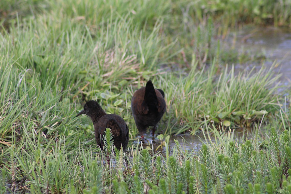 Plumbeous Rail - ML625777343