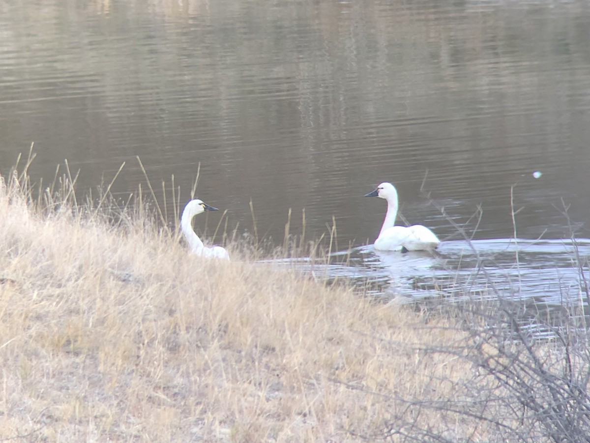 Tundra Swan - ML625777552